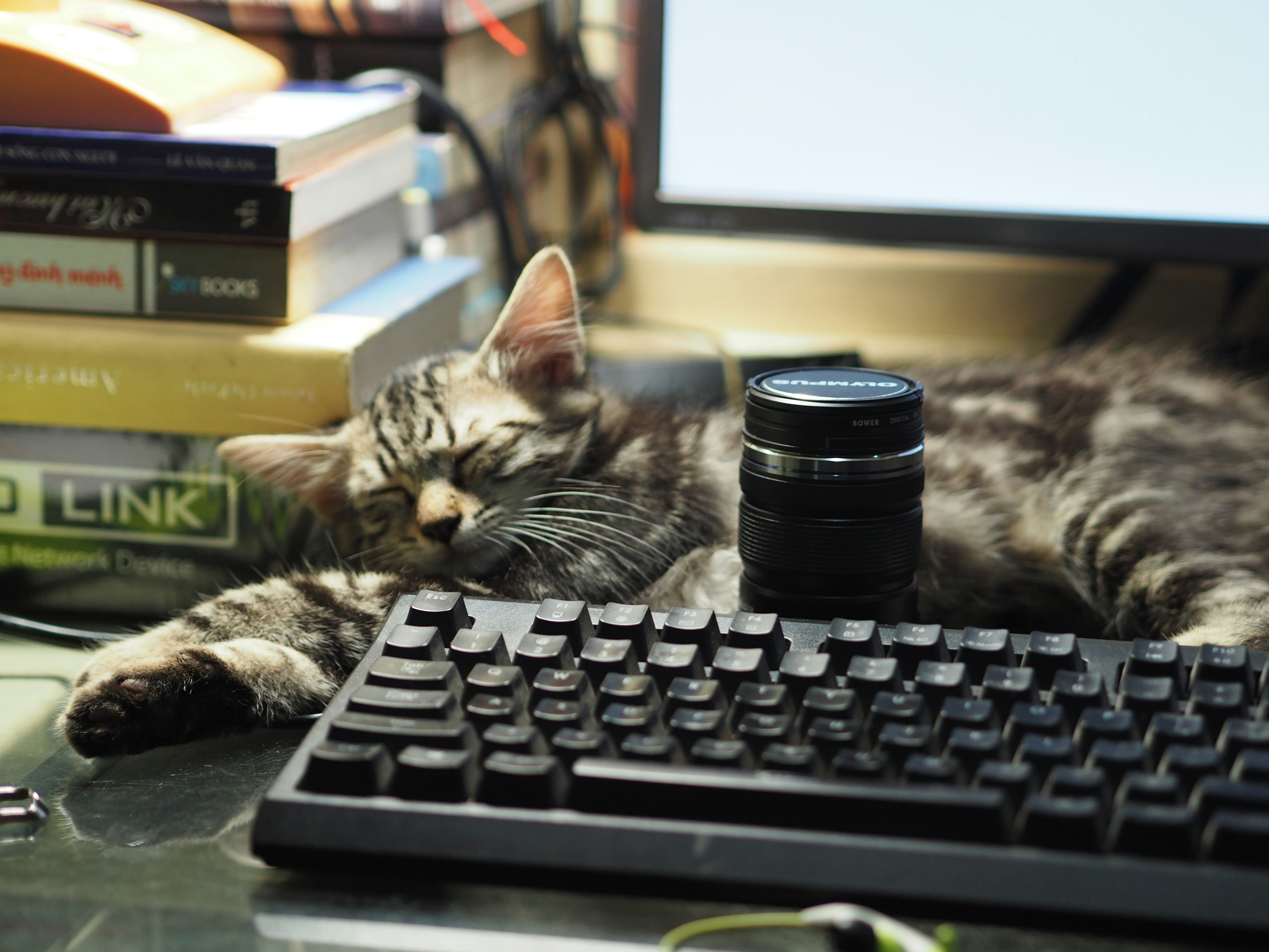En kat, der ligger og sover ved en computerskærm og et tastatur